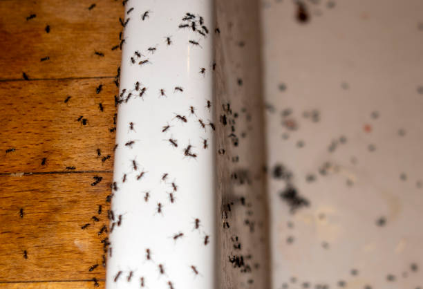 Best Best Pest Control Companies  in Landen, OH