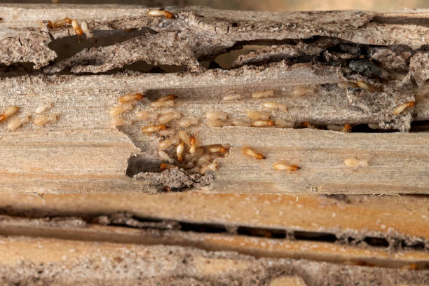 Best Wasp Removal Services  in Landen, OH